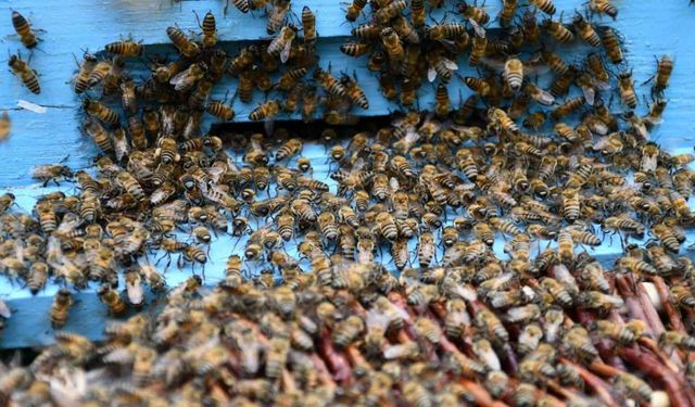 Beytüşşebap’ta arılar kış uykusundan uyandı, üretici verimden umutlu