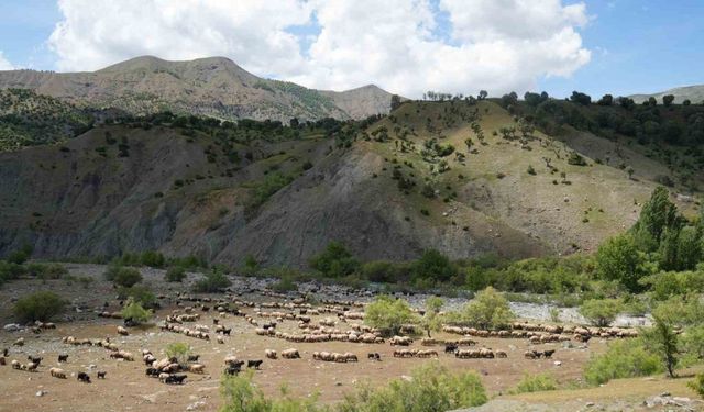 Binlerce koyun Muş yaylalarına doğru yola çıkarıldı