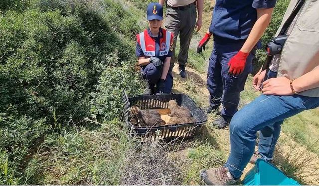 Bir haftalık yavru kurtlar annesiz kaldı: Koruma altına alındı