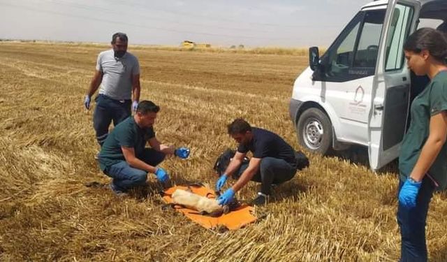 Buğday tarlasında ayakları kesilen köpek tedavi altına alındı