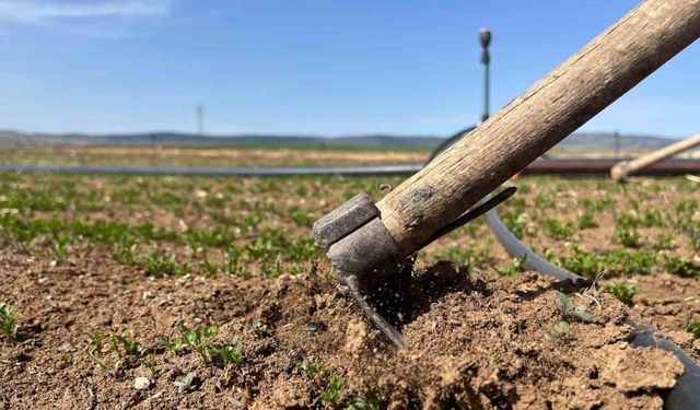 Çiftçiler tarım işçisi bulamamaktan muzdarip