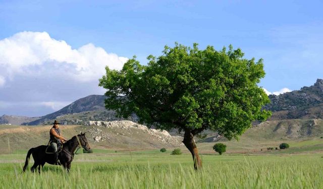 Dereye düşen yavru yılkı atı böyle kurtarıldı