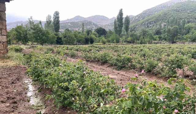 Dolu yağışı gül bahçelerini vurdu, tomurcuklar yerlere saçıldı