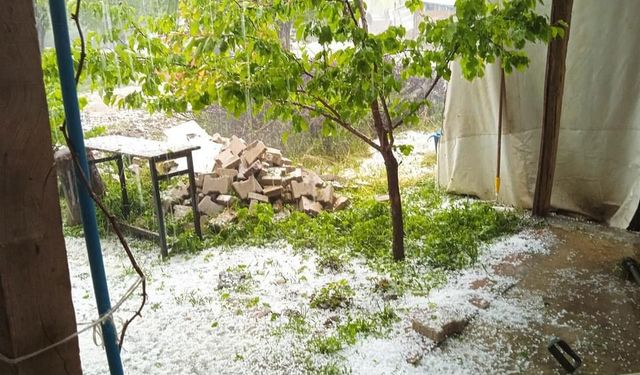 Dolu yağışı kayısıya zarar verdi