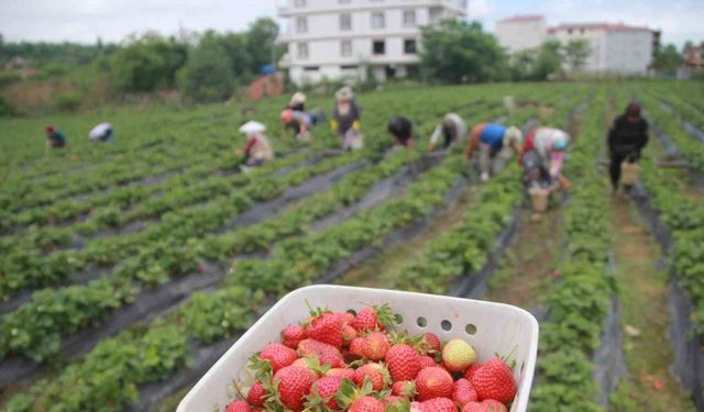 Ek gelir olarak başlandı: Yıllık bin 400 ton rekolte bekleniyor