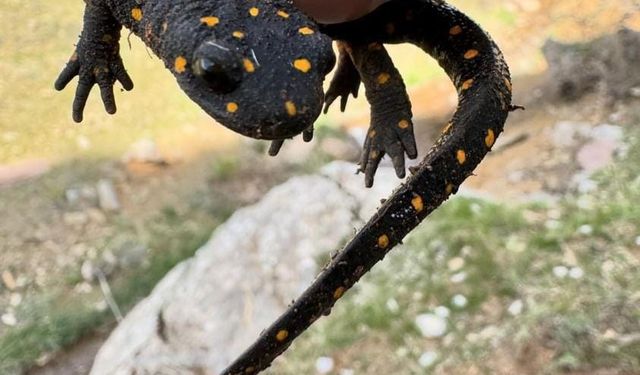 Elazığ’da ‘sarı benekli semender’ görüldü