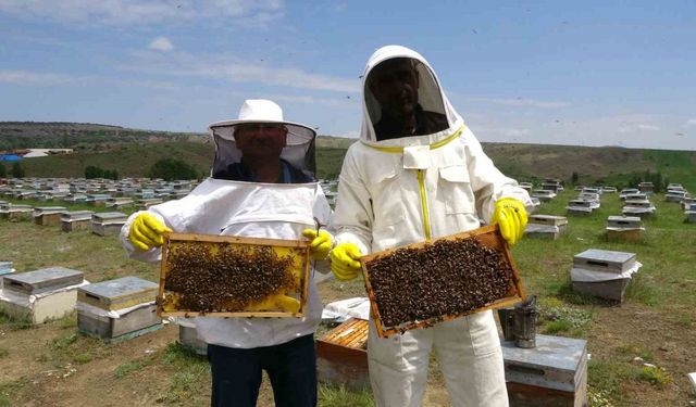 Gezgin arıcılar zengin floralı Bozok Yaylası’nı tercih ediyor