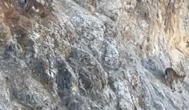 Harşit Çayı’nda su samuru, Torul’da yaban keçisi görüntülendi