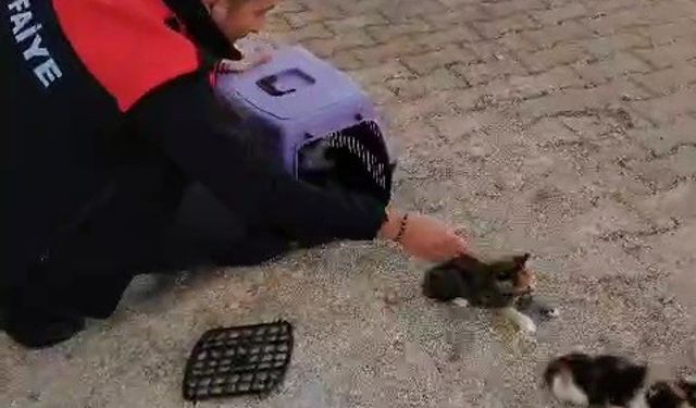 Havalandırmada mahsur kalan anne kedi ve yavrularını itfaiye ekipleri kurtardı