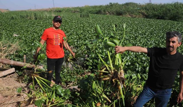 İstilacı su sümbülleri, Asi Nehri’ni adeta görülmez hale getirdi