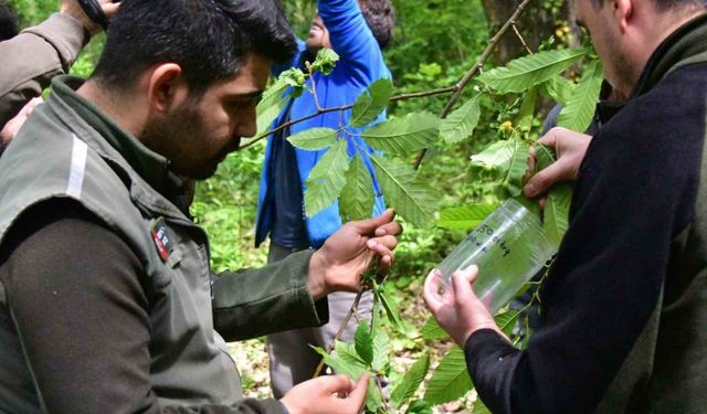 Karadeniz’de kestanede verimini düşüren gal arılarına karşı biyolojik mücadele sürüyor