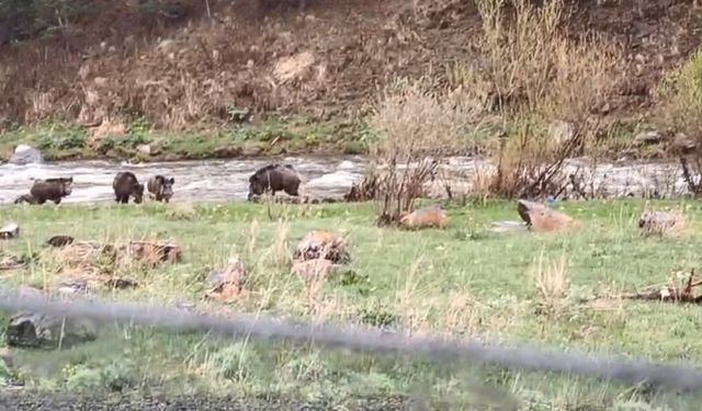 Kars-Göle yolunda domuz sürüsü görüntülendi