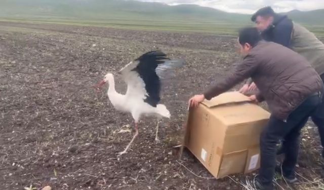 Kars’ta tedavisi tamamlanan leylek doğal ortamına bırakıldı