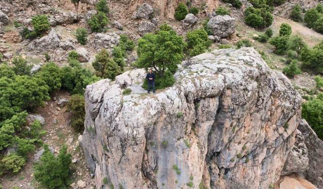 Kayanın üzerindeki ağaç görenlerin dikkatini çekiyor