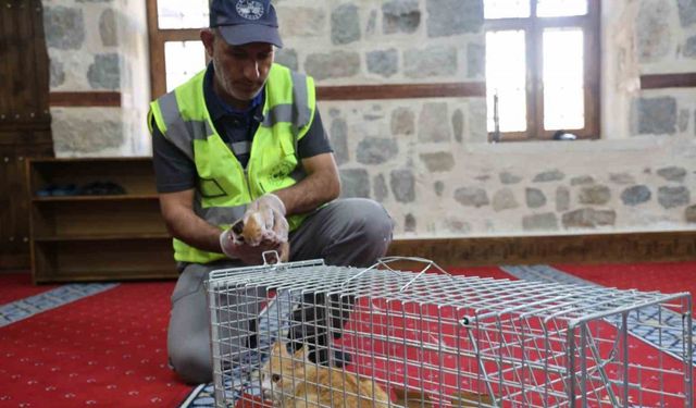 Kedi 500 yıllık caminin minberinde doğum yaptı, belediye sahip çıktı