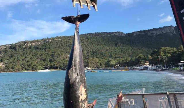 Kemer’de ölü yunus balığı sahile vurdu