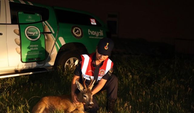 Kırklareli’nde yaralı karaca tedavi altında alındı