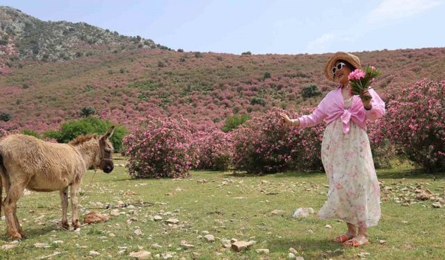 Kozan dağları zakkumların çiçek açmasıyla pembeye büründü