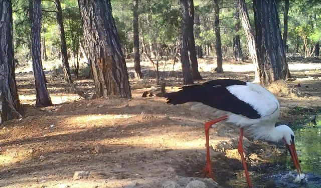 Leyleğin hijyenik beslenmesi fotokapanla görüntülendi