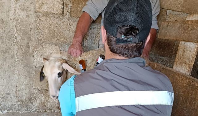 Lüleburgaz’da küçükbaş hayvanlar aşılanıyor