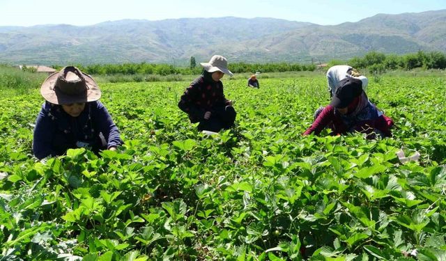 Malatya’da “kırmızı elmas’ hasadı başladı