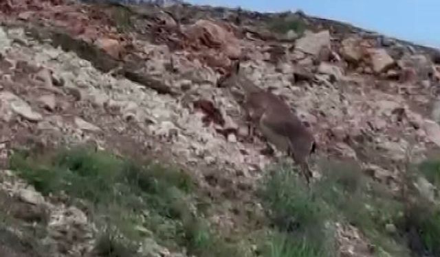 Malatya’da yaban keçileri sürü halinde görüntülendi