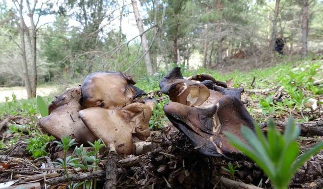 Mantar zehirlenmesi, karaciğer yetmezliğine hatta ölüme neden oluyor