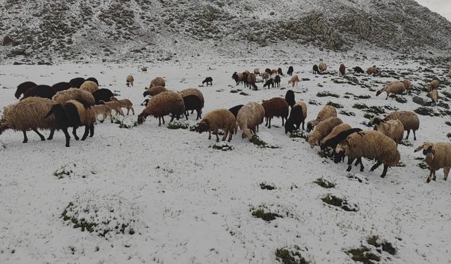 Mayıs ayında yağan kar besicilere zor anlar yaşattı