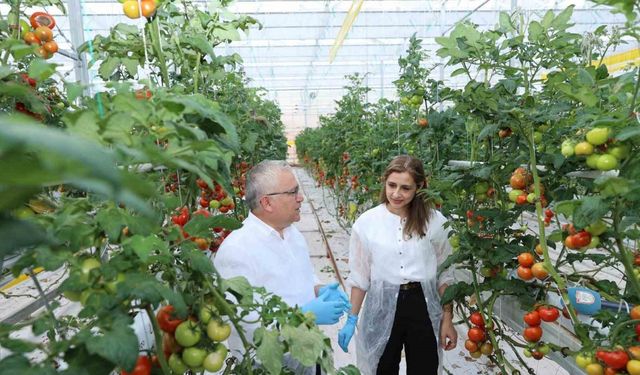 Metan gazı enerjiye, enerjiden üretilen ısı ise domatese dönüşüyor