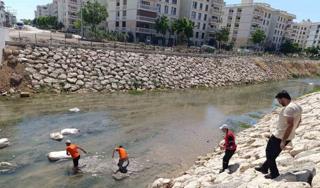 Nusaybin’de Çağ Çağ Deresi’ne atılan çöpler temizlendi