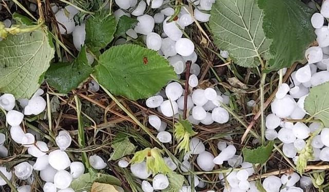 Sakarya’da dolu yağışı etkili oldu, tarım arazileri zarar gördü