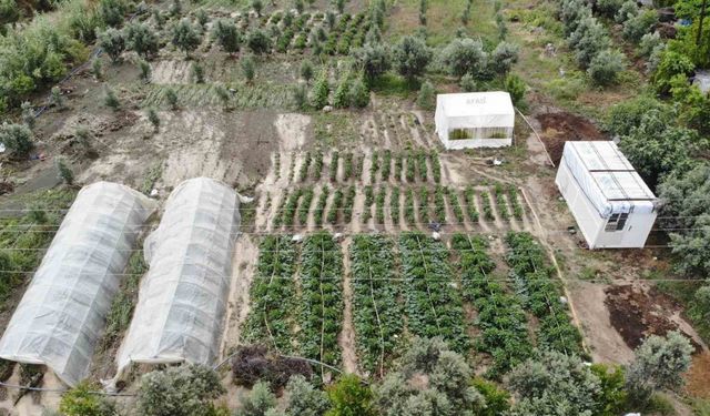 Şiddetli yağmurun etkili olduğu Hatay’da tarım arazileri sular altında kaldı