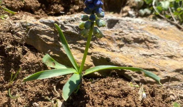 Siirt’te koruma altındaki ’Şirvan sümbülü’ yılın ilk tomurcuklarını açtı