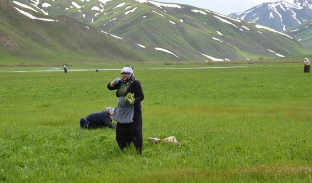 Şırnak’ta ’sirik’ otu için 200 kilometre yol gidiyorlar