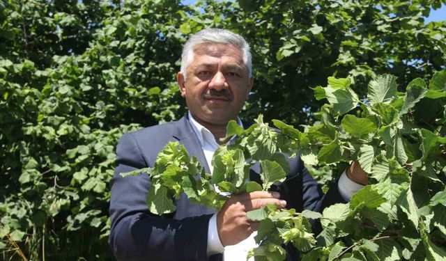 Soydan: “Fındıkta açıklanan rekolte tahminleri gerçeği yansıtmıyor”