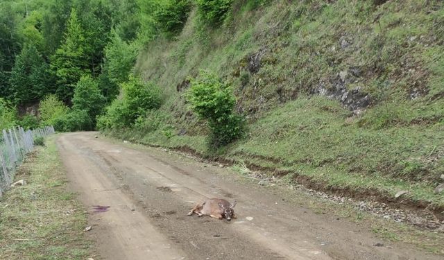 Tokat’ta yaralı karaca telef oldu