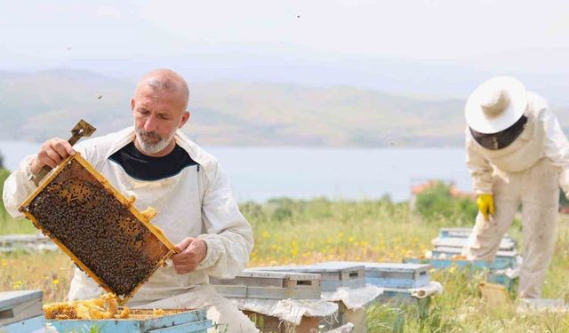 Toz taşınımı polen ve nektara ulaşımı zorlaştırdı, arılar strese girdi