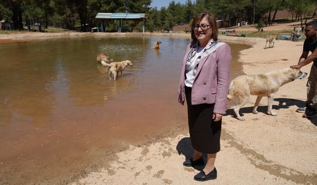 Türkiye’de gündem olan köpek sorununa Gaziantep’te örnek çözüm