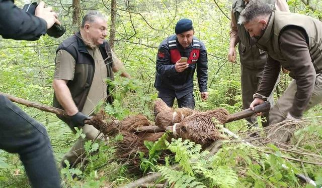 Uludağ’da yaralı ayı seferberliği