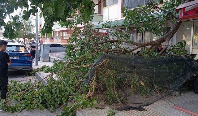 Üzerine düşen dal parçası hastanelik etti