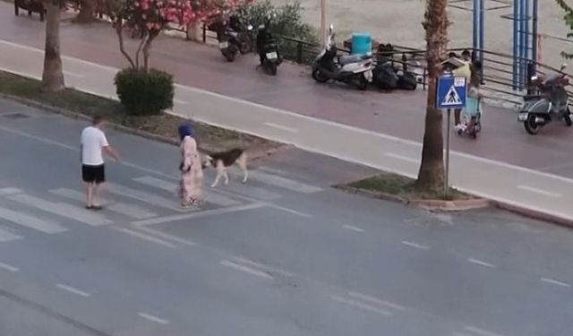 Yaya geçidinden karşıya geçmeye korkan köpeği dakikalarca beklediler