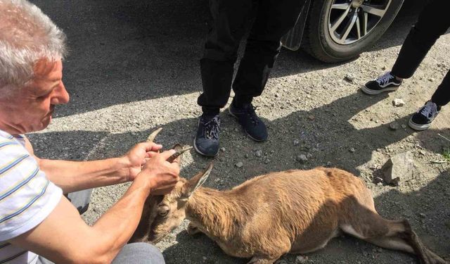 Yol kenarında buldukları yaralı dağ keçisinin başından bir an olsun ayrılmadı