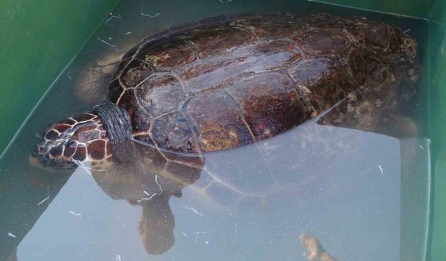 50 yaşındaki Caretta Caretta 2 yıl sonra denizle buluştu