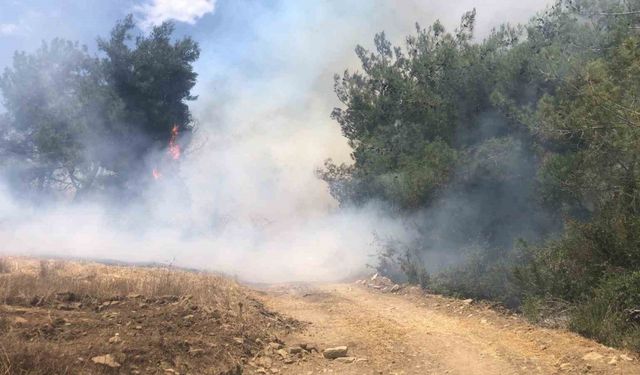 Adana’da orman yangını kontrol altına alındı