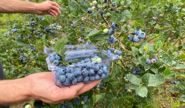 Artvin’de yaban mersini hasadı başladı