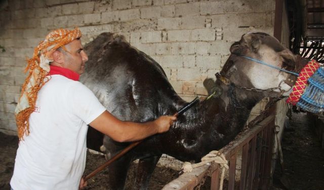 Aşırı sıcaklar develerin huzurunu kaçırdı, Aydın’da develer yağlama ve yıkamaya alındı