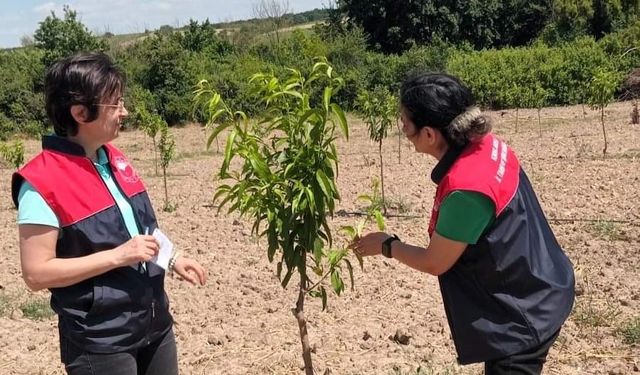 Babaeski’de şeftali bahçelerine kontrol