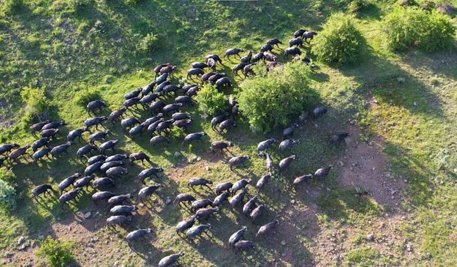 Başkentte mandaların yolculuğu havadan görüntülendi