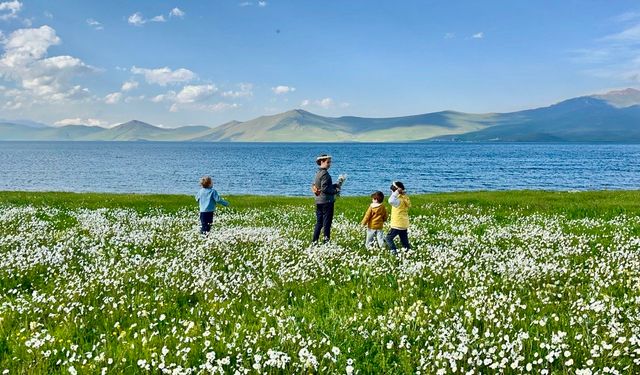 Bembeyaz papatya tarlası fotoğrafçıların gözdesi