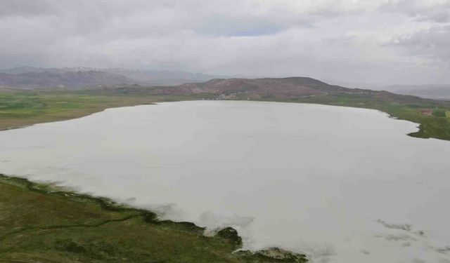 Bu yıl kurumayan Akgöl misafirlerini ağırlıyor